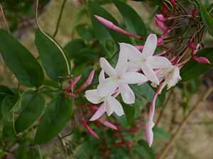 Blüten von Jasminum polyanthum.