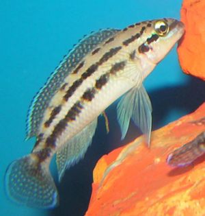 Dickfelds Schlankcichlide (Julidochromis dickfeldi)
