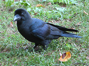 Dickschnabelkrähe (Corvus macrorhynchos)