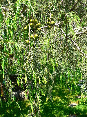 Juniperus cedrus detail.JPG