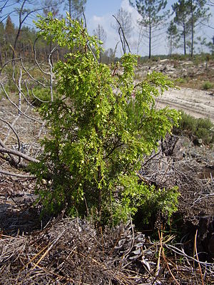 Von Gallmilben befallener Wacholder Juniperus navicularis in Melides, (Grândola, Portugal)
