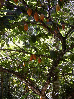 Kakao (Theobroma cacao, Früchte)