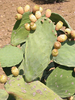 Feigenkaktus (Opuntia ficus-indica) mit Früchten