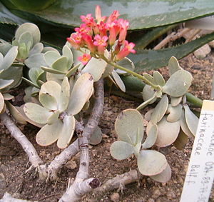 Kalanchoe farinacea BotGardBln271207.jpg