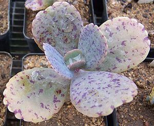 Kalanchoe marmorataJungpflanze