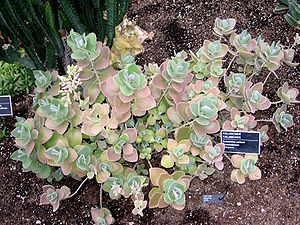 Kalanchoe millotii