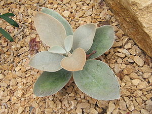 Kalanchoe orgyalis