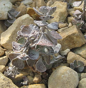 Kalanchoe rhombopilosa