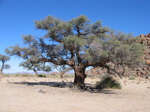 Kameldornbaum (Acacia erioloba) im Habitat.