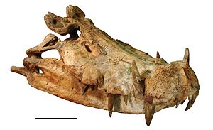 Schädel von Kaprosuchus saharicus (MNN IGU12), Maßstab = 10 cm