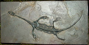 Fossil von Keichousaurus hui im North American Museum of Ancient Life