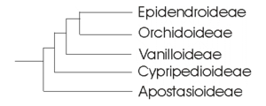 Kladogramm der Familie Orchidaceae