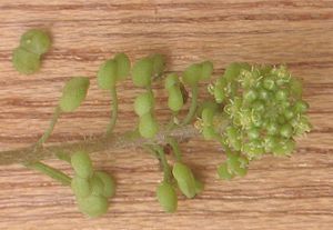 Zweiknotiger Krähenfuß (Lepidium didymum), Blütenstand mit jungen Früchten