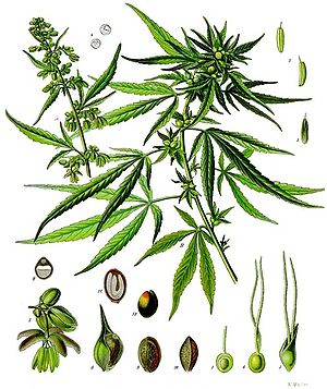 Cannabis sativaIllustration