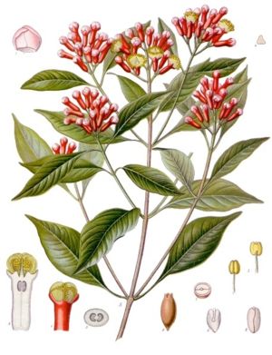 Gewürznelken-Baum (Syzygium aromaticum), Illustration
