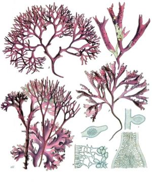 Knorpeltang (Chondrus crispus), Illustration aus Köhler's Medizinal-Pflanzen