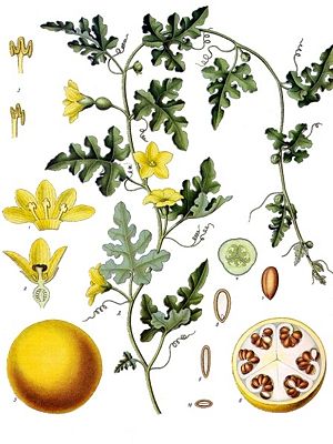 Bitter-Melone (Citrullus colocynthis), Illustration.