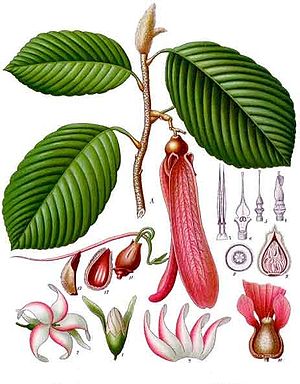 Dipterocarpus retusus, Illustration