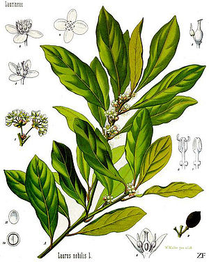 Illustration der Pflanzenteile des Echten Lorbeers (Laurus nobilis)