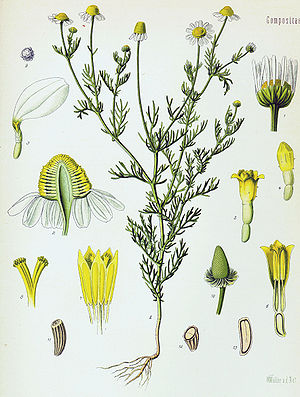 Echte Kamille (Matricaria recutita)