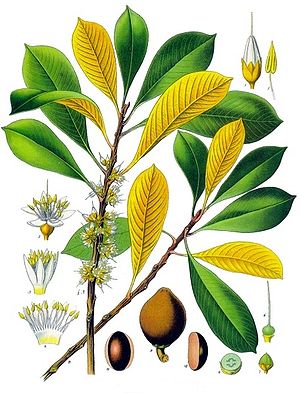Guttaperchabaum (Palaquium gutta), Illustration