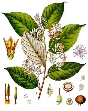 Benzoe-Harzbaum (Styrax benzoin)