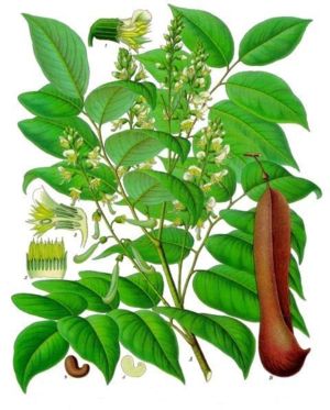 Illustration von Myroxylon balsamum