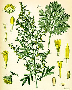 Gemeiner Wermut (Artemisia absinthium)