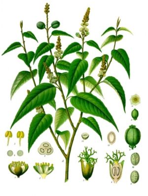 Croton eluteria