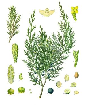 Sadebaum (Juniperus sabina), Illustration.