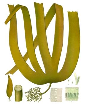 Palmentang (Laminaria hyperborea), Illustration aus Köhler's Medizinal-Pflanzen