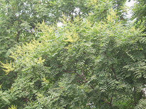 Blasenesche (Koelreuteria paniculata)