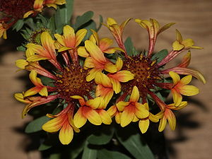 Kokardenblume (Gaillardia-Hybride)