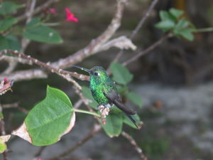 Kubasmaragdkolibri-Männchen (Chlorostilbon ricordii)