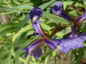 Kosaciec szczecinkowaty Iris setosa.jpg