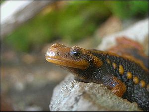 Geknöpfter Birma-Krokodilmolch (Tylototriton verrucosus)