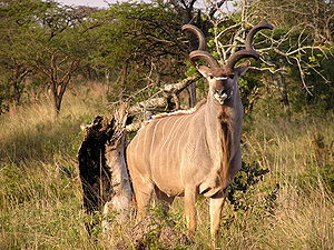 Großer Kudu-Bock, Hluhluwe-Umfolozi Nationalpark, Südafrika
