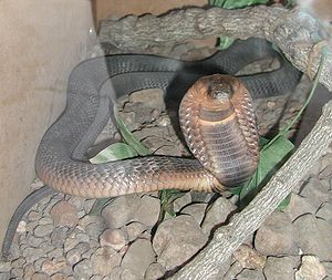 Ägyptische Kobra