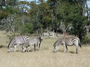 Steppenzebras in Sambia
