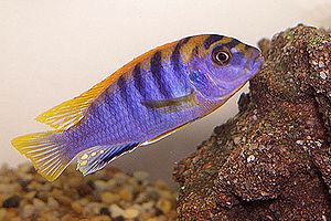 Labidochromis sp. "hongi"