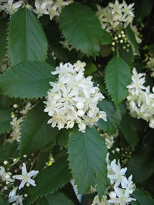 Blütenstände und Laubblätter von Hoheria populnea