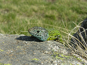 Iberische Smaragdeidechse (Lacerta schreiberi)