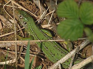 Westliche Smaragdeidechse (Lacerta bilineata), Weibchen