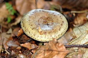 Lactarius.blennius.-.lindsey.jpg