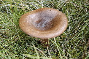 Lactarius.picinus.-.lindsey.jpg