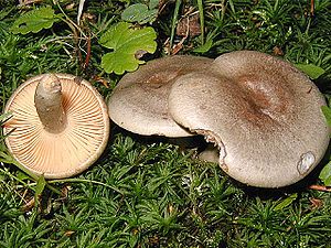 Lactarius pyrogallus.jpg