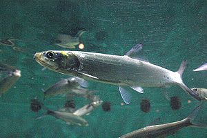 Frauenfische (Elops sp.) im New Orleans Autoban Aquarium