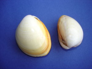 Gewöhnliche Eimuschel (Laevicardium laevigatum)