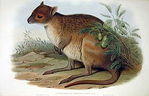 Brillen-Hasenkänguru (Lagorchestes conspicillatus),  Zeichnung von John Gould