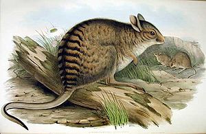 Gebändertes Hasenkänguru (Lagostrophus fasciatus), Illustration nach Gould